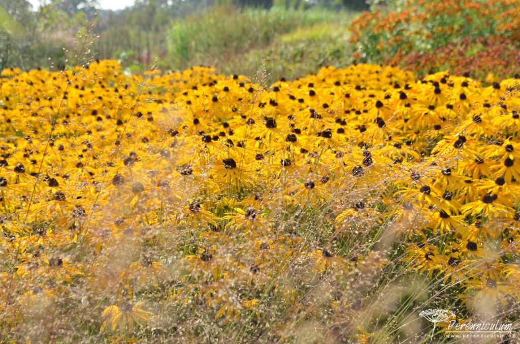 Další příklad výsadby ve větších blocích - třapatka (Rudbeckia fulgida 'Goldsturm') v kombinaci s jemným květenstvím Sporobolus heterolepis.