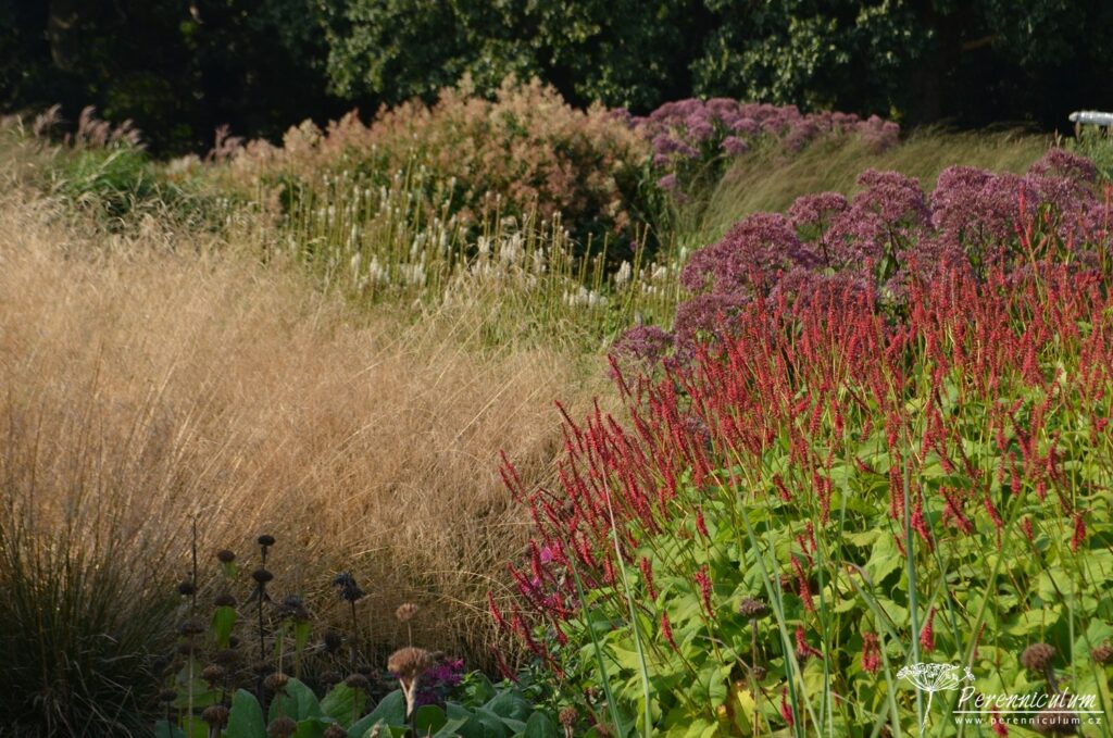Persicaria - rdesno – Trvalka sezóny 2023 1 Tóny podzimu rezonují trvalkovým záhonem. Vpředu tmavě karmínové rdesno (Persicaria amplexicaulis 'Dikke Floskes').