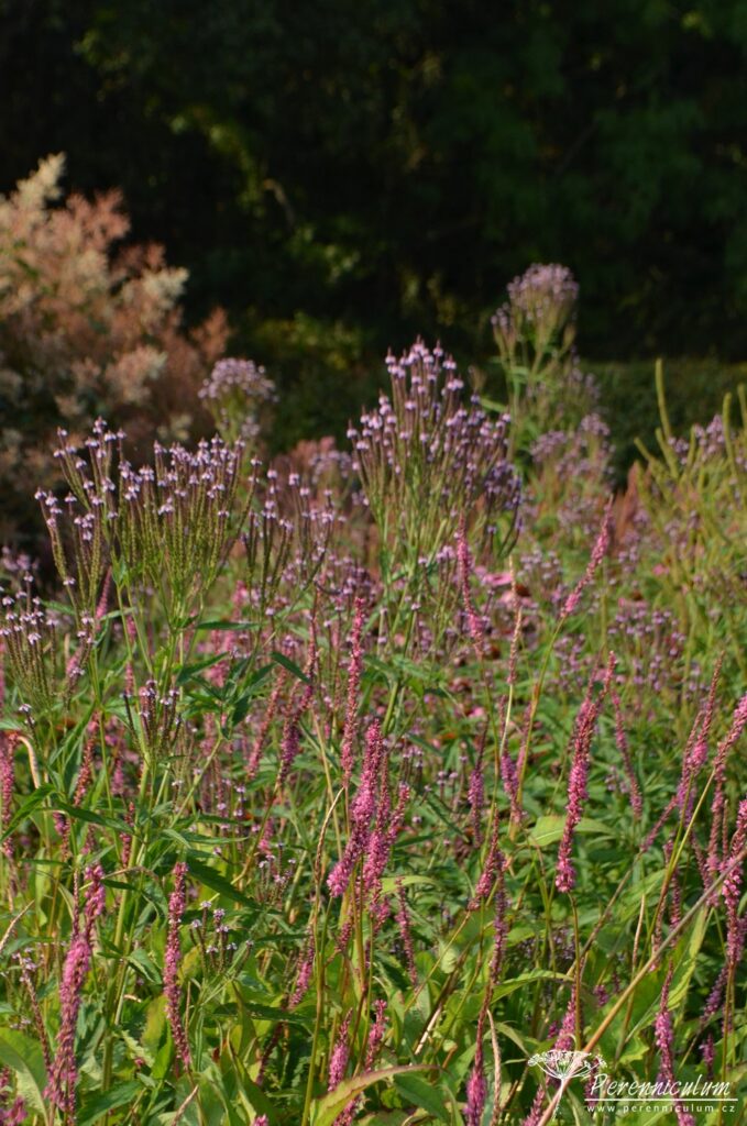 Persicaria - rdesno – Trvalka sezóny 2023 2 Harmonické barvy i struktury dvou odlišných druhů: Verbena hastata v pozadí a Persicaria amplexicaulis.