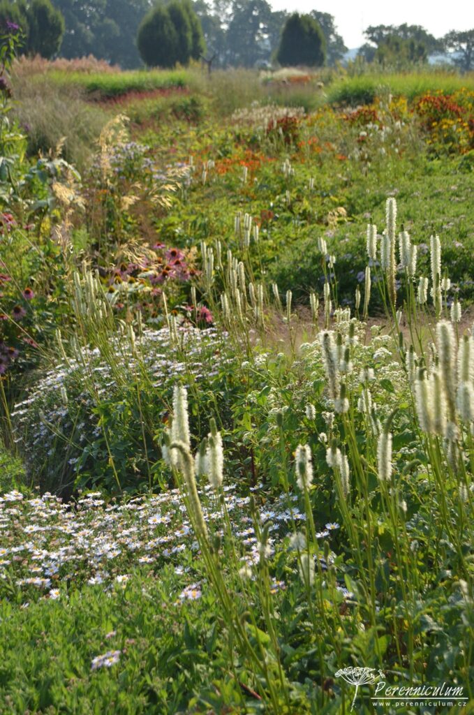 Krvavce, které běžně známe z našich luk spíše jako tmavě vínové puntíky mohou mít i podobu silných vertikál v záhonu.