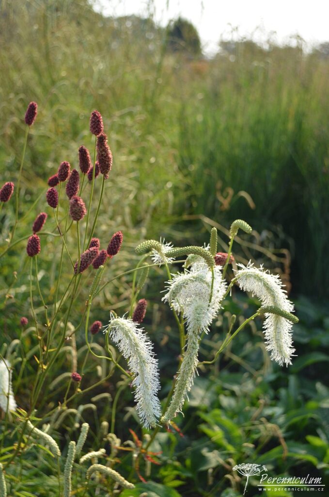 Příbuzní. Dva velmi odlišné druhy krvavce (Sanguisorba) se stávají čím dál více populární.