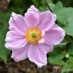 Anemone × hybrida Anemone × hybrida