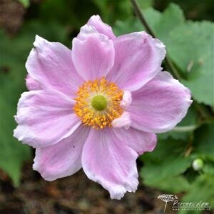 Anemone x hybrida Konigin Charlotte
