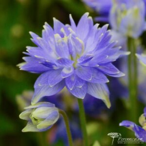 Aquilegia vulgaris Clementine Blue 01