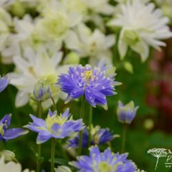 Aquilegia vulgaris Clementine Blue