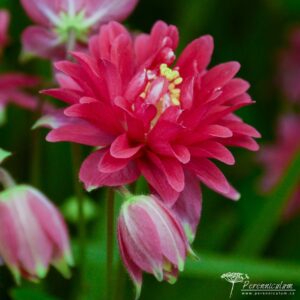 Aquilegia vulgaris Clementine Red