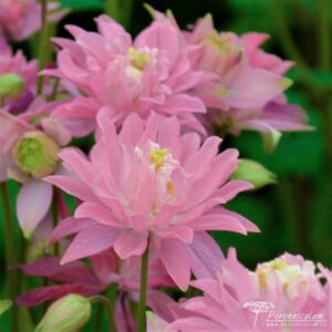 Aquilegia vulgaris Clementine Salmon Rose