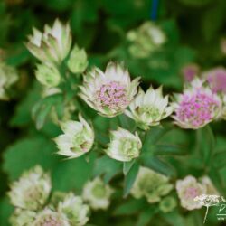 Astrantia Buckland