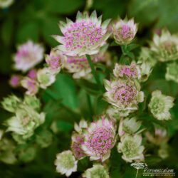 Astrantia Buckland