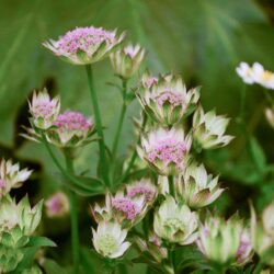 Astrantia Buckland