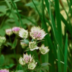 Astrantia Buckland