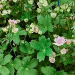 Astrantia Buckland