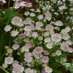 Astrantia Buckland