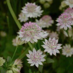 Astrantia Buckland