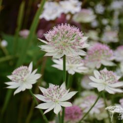 Astrantia Buckland