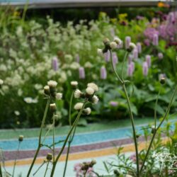 Cirsium rivulare Frosted Magic