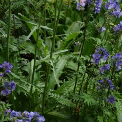 Cirsium rivulare Frosted Magic