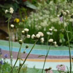 Cirsium rivulare Frosted Magic