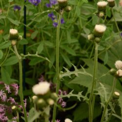Cirsium rivulare Frosted Magic