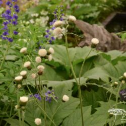 Cirsium rivulare Frosted Magic
