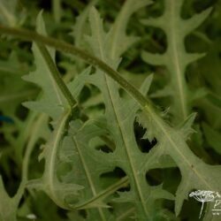 Cirsium rivulare Frosted Magic