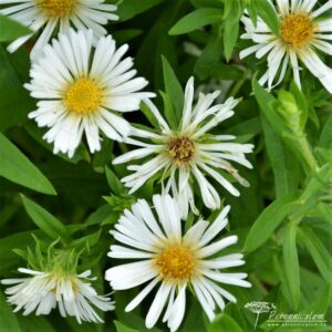 Symphyotrichum novae-angliae Herbstschnee