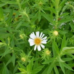 Symphyotrichum novae-angliae Herbstschnee