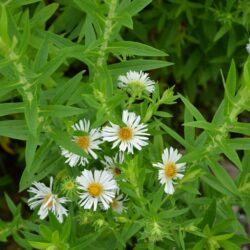 Symphyotrichum novae-angliae Herbstschnee