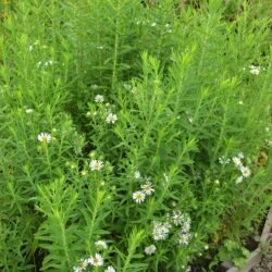 Symphyotrichum novae-angliae Herbstschnee