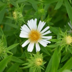 Symphyotrichum novae-angliae Herbstschnee