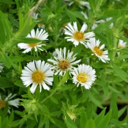 Symphyotrichum novae-angliae Herbstschnee