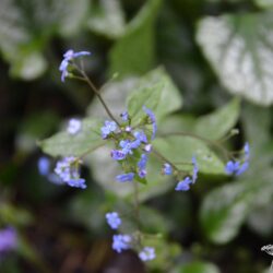 Brunnera macrophylla Jack Frost