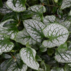 Brunnera macrophylla Jack Frost