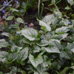 Brunnera macrophylla Jack Frost