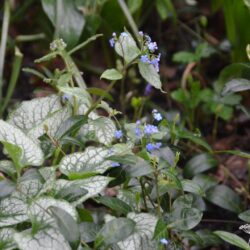 Brunnera macrophylla Jack Frost