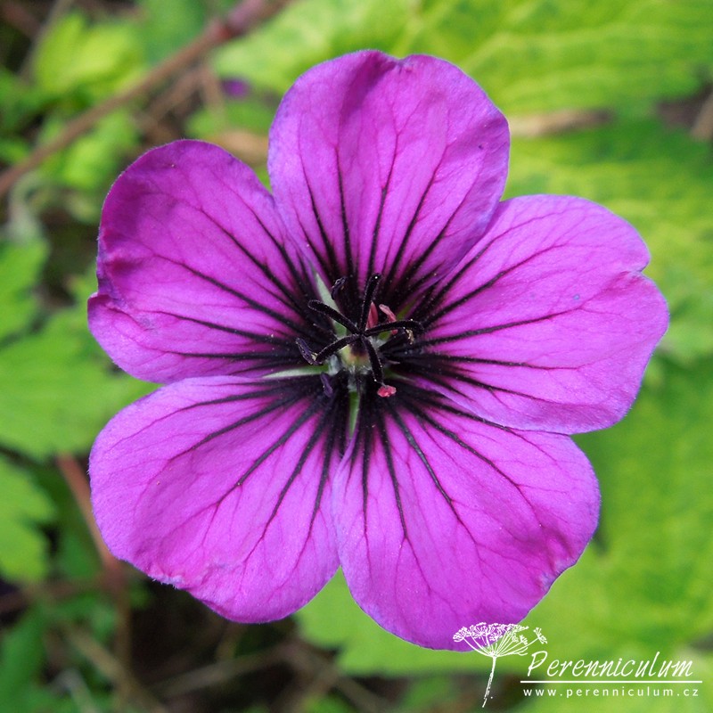 Geranium - Trvalka sezóny 2017 9 Geranium 'Ann Folkard'