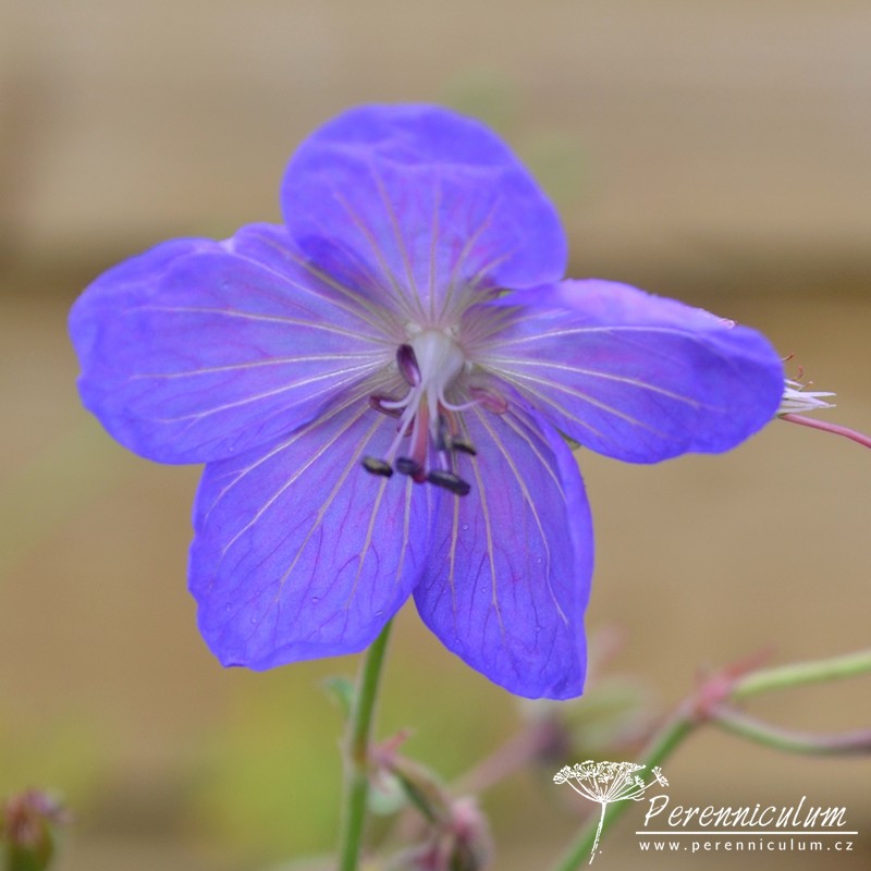 Geranium - Trvalka sezóny 2017 12 Geranium 'Johnson's Blue'