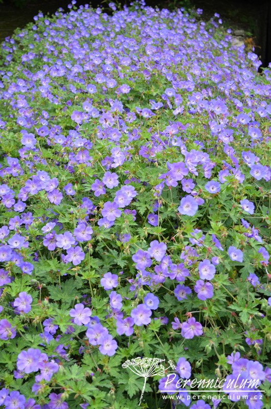 Geranium - Trvalka sezóny 2017 3 Geranium 'Rozanne' produkuje velké množství květů v rekordně dlouhé době.