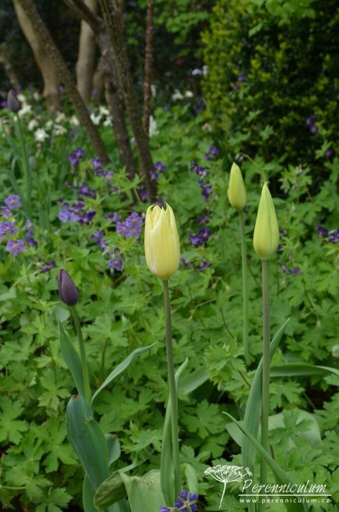Geranium - Trvalka sezóny 2017 2 Geranium phaeum v různých kultivarech dobře roste ve stínu stromů na živných půdách.
