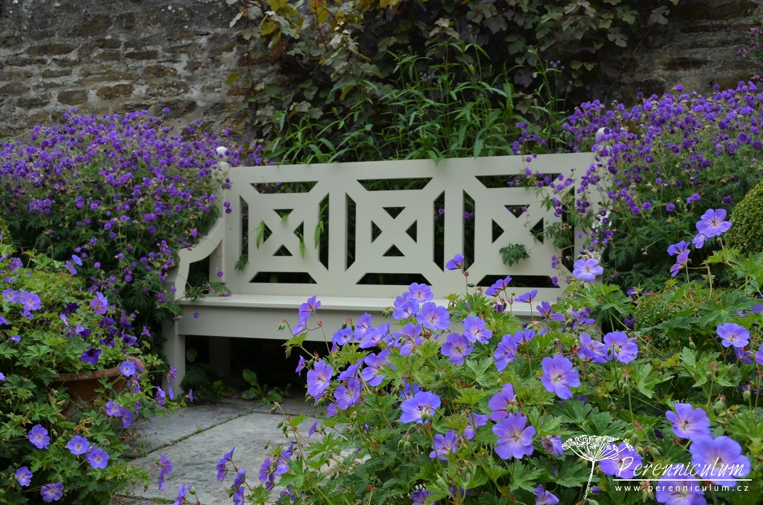 Geranium - Trvalka sezóny 2017 1 Geranium Trvalka sezóny 02 2