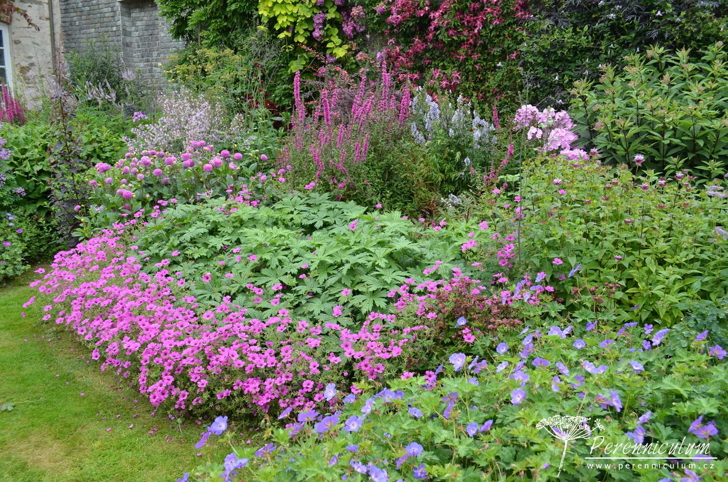 Geranium - Trvalka sezóny 2017 31 Trvalka sezóny 2017 najde místo v každém záhonu.