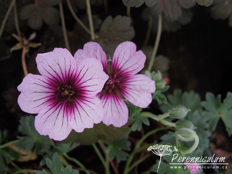 Geranium - Trvalka sezóny 2017 22 Geranium cinereum 'Thumbling Hearts'.