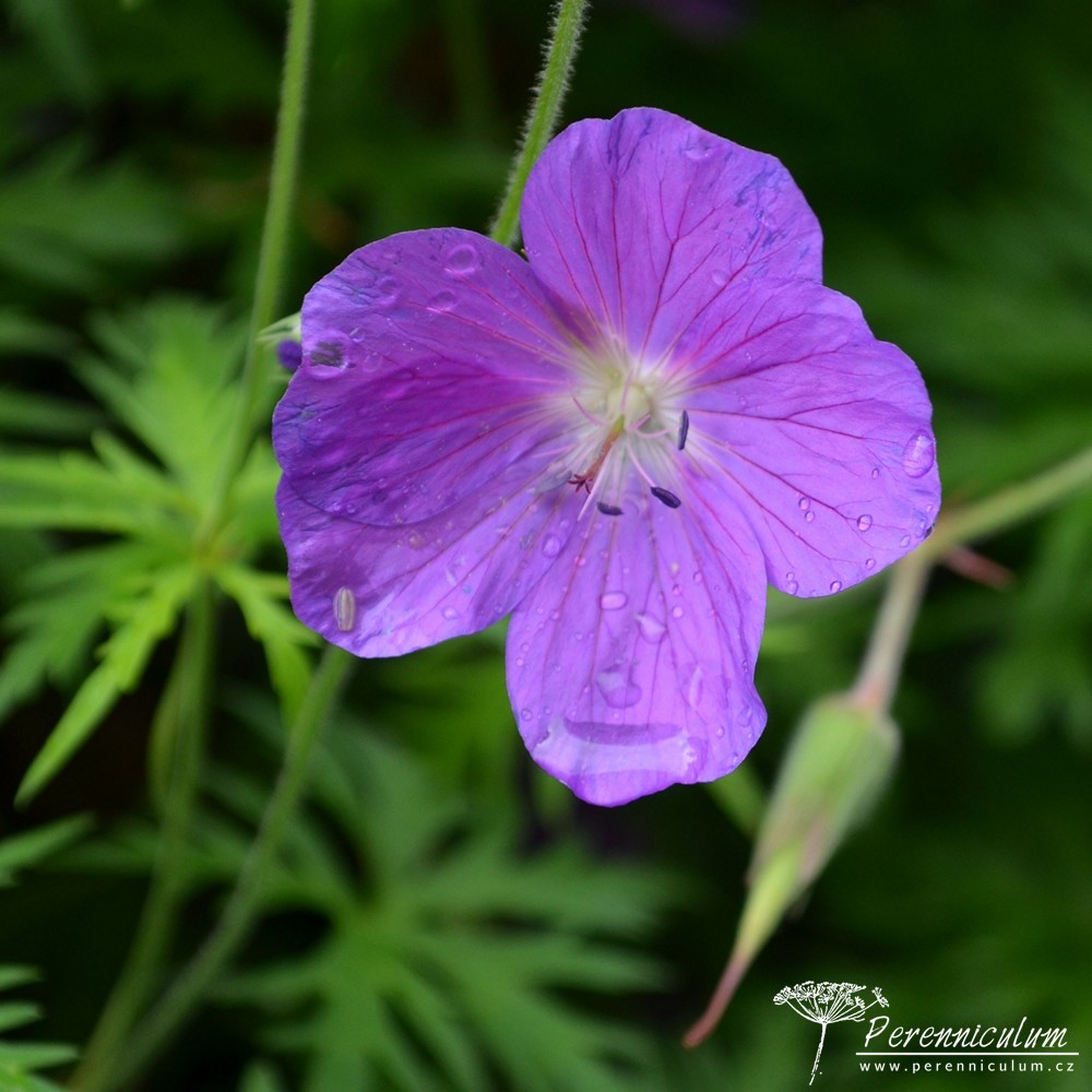 Geranium - Trvalka sezóny 2017 19 Geranium clarkei 'Kashmir Purple'