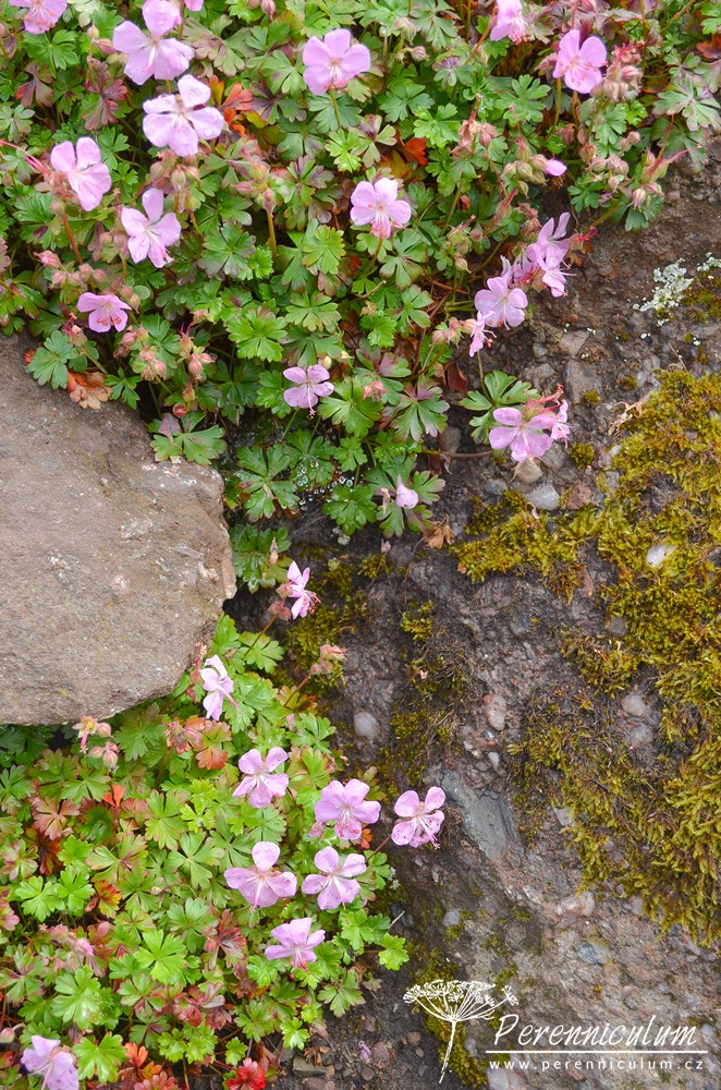 Geranium - Trvalka sezóny 2017 4 Geranium dalmaticum prosperuje na suchých stanovištích, ve skalkách či ve štěrku.