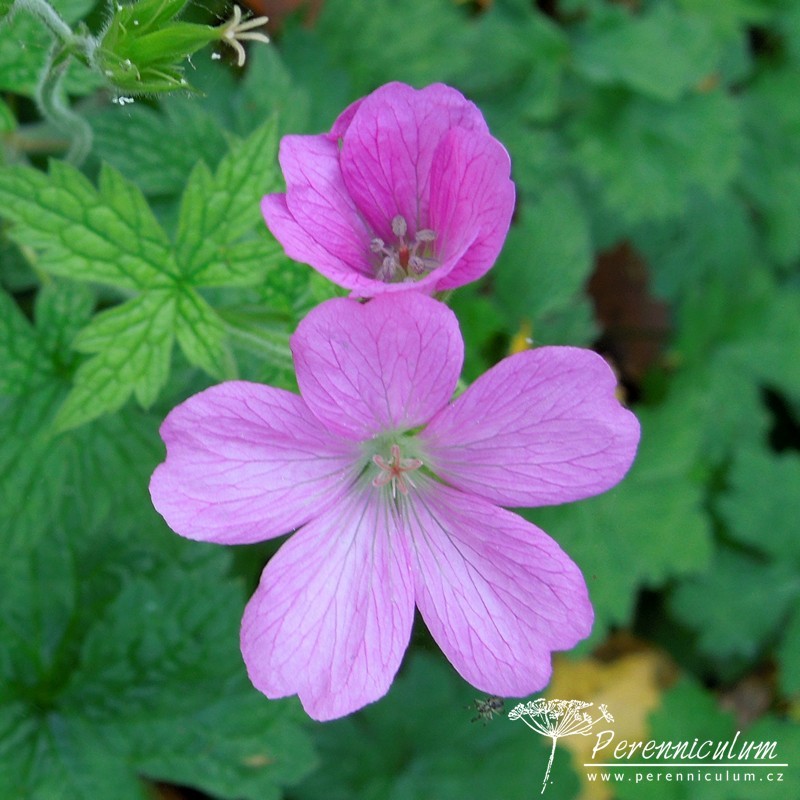 Geranium - Trvalka sezóny 2017 11 Geranium endressii 01