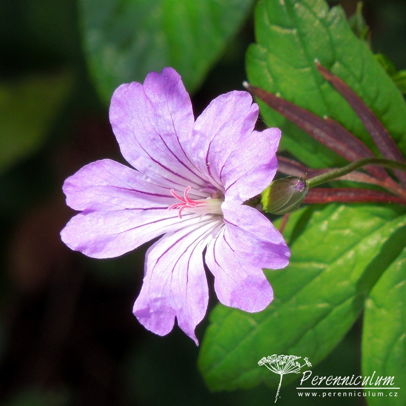 Geranium - Trvalka sezóny 2017 14 Geranium nodosum