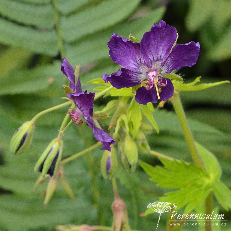Geranium - Trvalka sezóny 2017 16 Geranium phaeum Lily Lovell