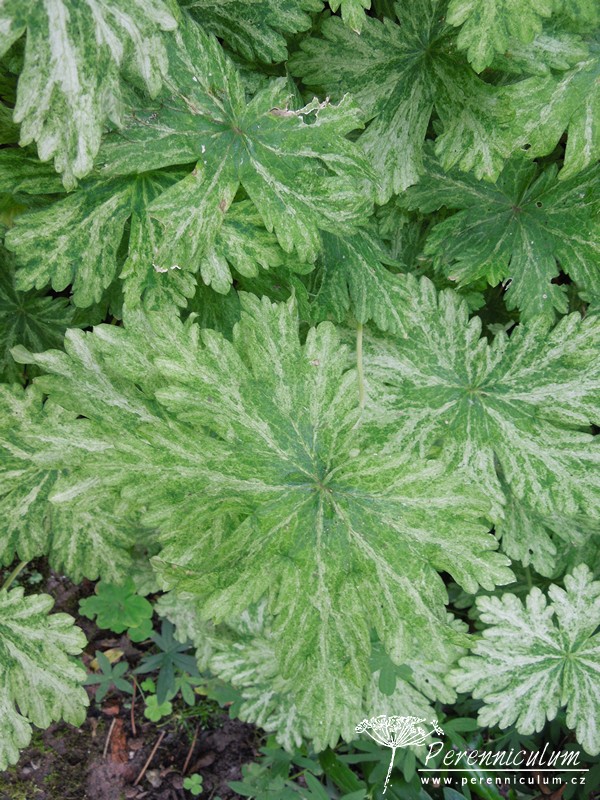 Geranium - Trvalka sezóny 2017 27 Geranium phaeum Margaret Wilson
