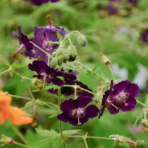 Geranium phaeum Raven