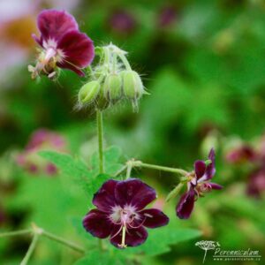 Geranium phaeum Samobor